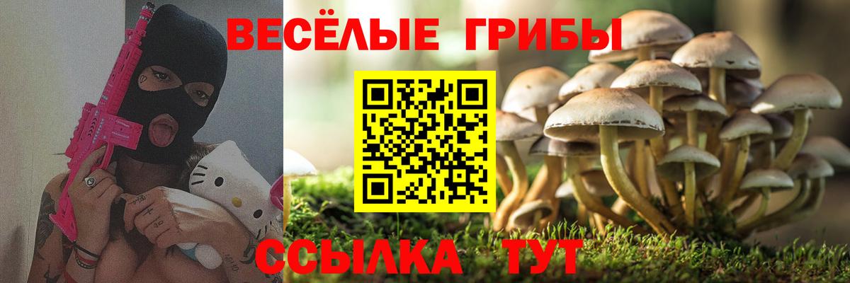 Псилоцибиновые грибы Cubensis Междуреченск